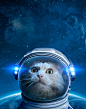 Be More Dog - Space Cat : Working with Framestore, the VFX company behind the oscar award-winning film, Gravity to send our cat to space for the latest O2 Be More Dog campaign.