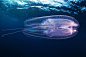 生物学家兼摄影家 Alexander Semenov在红海拍下了这组超唯美的水母影集。清澈的海水，自然的日光，让水母看上去犹如外星物种般神秘唯美自然