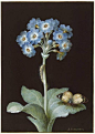 18世纪德国画家Barbara Regina Dietzschc笔下的植物肖像。 ​​​​