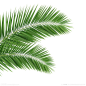 PNG透明底素材#棕榈叶 棕榈树  大片绿叶#