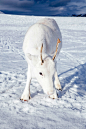 挪威雪地的白色小驯鹿 | Mads Nordsveen ​​​​_动物世界 _动物 图典采下来 #率叶插件，让花瓣网更好用#