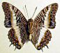 Charaxes Brutus verso butterfly from Africa