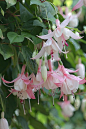 倒挂金钟（拉丁学名：Fuchsia hybrida Hort. ex Sieb. et Voss），别名：灯笼花、吊钟海棠。多年生半灌木，茎直立。高50-200厘米，粗6-20毫米，多分枝，被短柔毛与腺毛，老时渐变无毛，幼枝带红色。叶对生，卵形或狭卵形，长3-9厘米，宽2.5-5厘米。喜凉爽湿润环境，怕高温和强光，以肥沃、疏松的微酸性壤土为宜，冬季温度不低于5℃。
原产墨西哥，广泛栽培于全世界，在中国广为栽培，尤在北方或在西北、西南高原温室种植。盆栽适用于客室、花架、案头点缀，用清水插瓶。