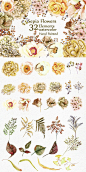32个手绘水彩金色牡丹花叶组合设计PNG免抠素材