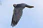 红脚隼 Falco vespertinus 隼形目 隼科隼属
red-footed falcon by JinHyouk Jang on 500px