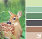 color fawn