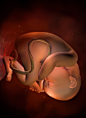 胎儿发育Week 35（1） - 胎儿体重一般约2500克，身长50厘米左右。胎儿体态较胖，皮下脂肪发育较好，以备出生后起到调节体温的作用。胎儿如果在此时出生一般都能够成活，存活的可能性为99%。胎儿的中枢神经系统尚未完全发育成熟，但肺部发育已基本完成。