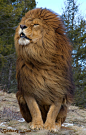 Barbary Lion by Tom  Littlejohns on 500px