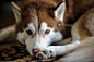 Photograph Siberian Husky by Jesse James Photography on 500px