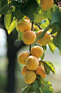 Apricots