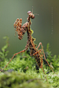 Igor Siwanowicz, mago de la fotografía natural