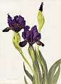 W. Robinson手绘水彩花卉