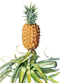 Pineapple (Bromeliad) : Watercolour painting of a pineapple plant (Bromeliad). The plant was sourced from a Beerwah farm on the Sunshine Coast - Queensland, Australia.