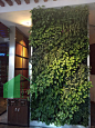 室内植物墙制作需要遵循哪些原则-渝泽园林_5731366214