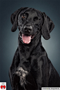 【美图分享】linsensuppe -  fotografie的作品《Funny Dog Portrait by Daniel Sadlowski》 #500px# @500px社区