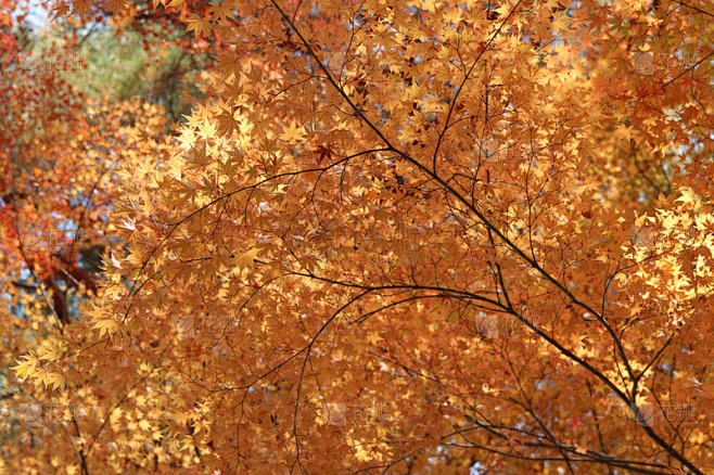 Autumn yellow maples...