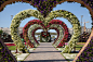 迪拜奇迹花园耗费4500万株鲜花 心脏型的花坛