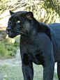 When I was little I dreamed of havin a pet Panther named Zeke:) ...Still do.....