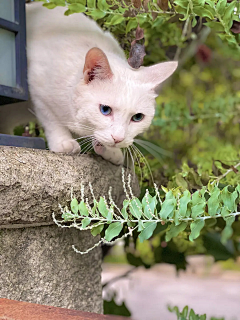 念念猫采集到猫