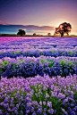 Lavender Field, France