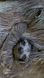 棕色褐喉树懒幼崽与妈妈，哥斯达黎加树懒保护区 (© Suzi Eszterhas/Minden Pictures)

2019-04-29
 470