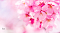 Photograph Sakura wallpaper (Cherry blossom) by Akihiro Satoh on 500px