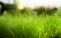 grass macro sunlight wallpaper (#1597808) / Wallbase.cc