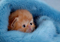 超可愛的寵物攝影網站 – Cutest Paw | ㄇㄞˋ點子靈感創意誌