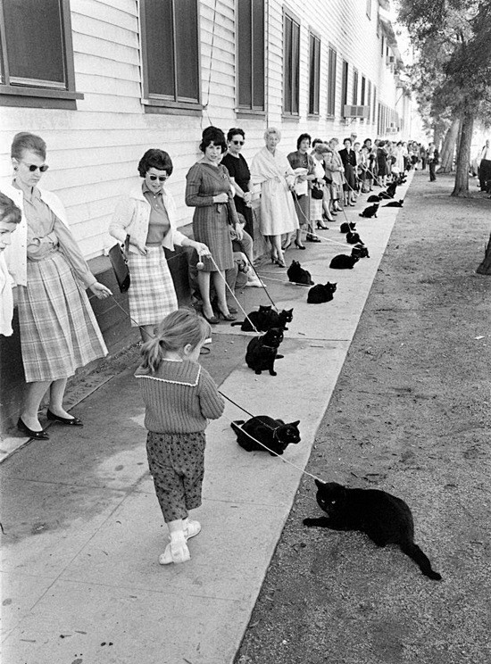 1961年，好莱坞拍电影需要一只黑猫演员...