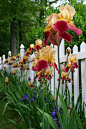 Iris garden along the fence.  鸢尾花园篱笆