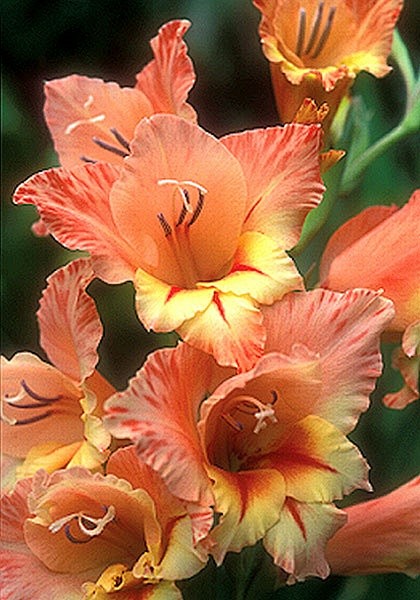 Starface Gladiolus  ...