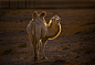 骆驼 摄影 洗石