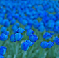 五颜六色的郁金香中蓝色的郁金香最为冷艳，傲立群芳，它比黑郁金香多了一分淡淡的浪漫，不至于那么孤傲。。。