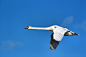 Tinx在 500px 上的照片Flying Mute Swan