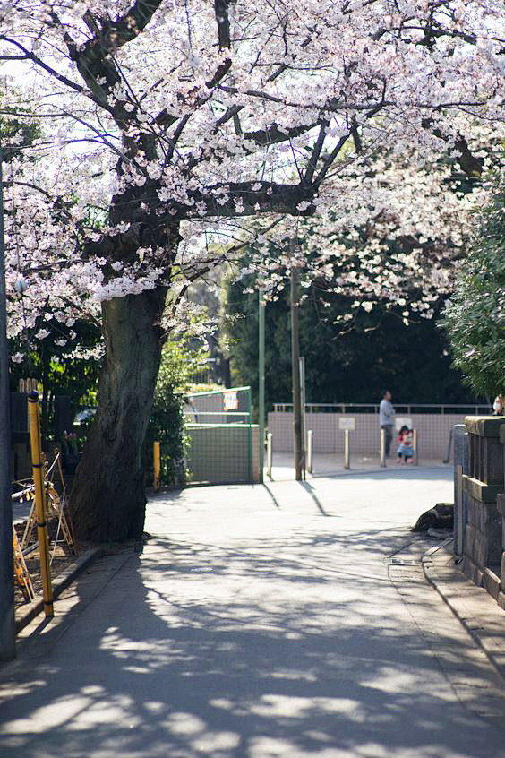 Cherry blossoms , Ja...