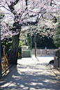 Cherry blossoms , Japan