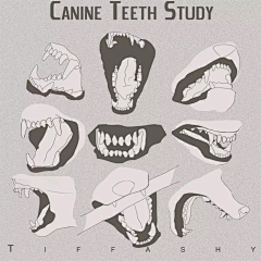 鲲犬采集到福瑞