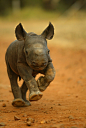 x-enial:

Kapela, the rhino calf (by animalrescueblog)