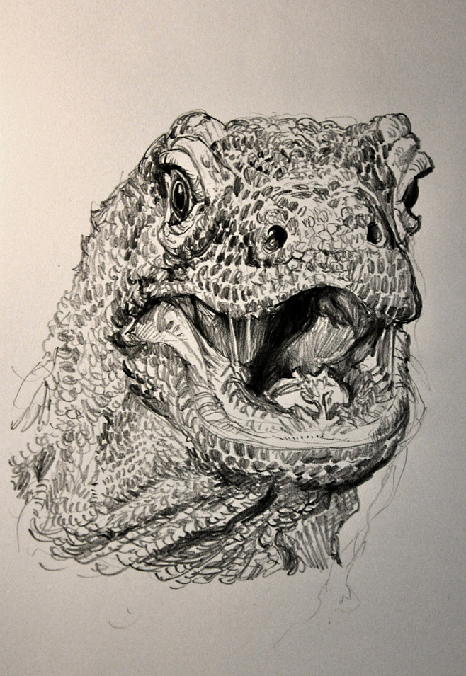 狮鸢SONNY  的插画 KOMODO