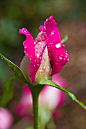 蔷薇花蕾Rosebud