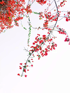 晴空雨々采集到青花悬想