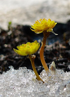 花之物语flowerwuyu采集到冰凌花