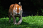Golden Tabby Tiger by darkSoul4Life