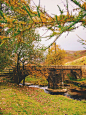 DANIEL CASSON | richardwedge: Various beautiful autumn... : richardwedge:
“Various beautiful autumn colours
”
Go follow @richardwedge for more shots like this ??