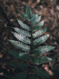 A top view of a dark green fern branch