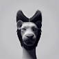 Afro Lion : These are Fur Material tests in modo601