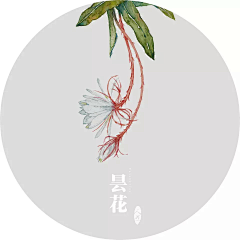 -Au-采集到插画风格_植物