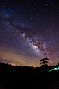 Silhouette of Tree and Milky Way - stock photo
