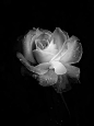 Why would God create color if he didn't want us to use it?: Black And White Rose, Black Rose, White Photography, Black White, Roses, Blackwhite, Flowers, Beautiful Rose