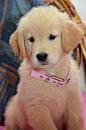 .....a golden retriever puppy.... look at that adorable little face!